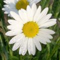 Faszination Blumen: Margeriten