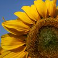Faszination Blumen: Sonnenblume