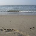 Nordsee: Footstep